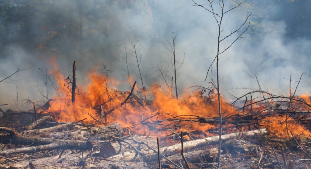 deforestation