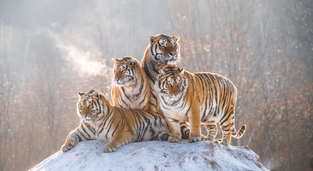 tigers in india