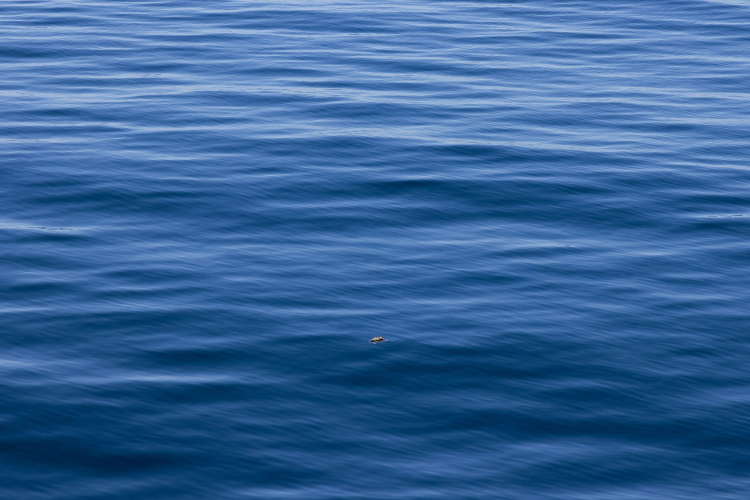 Why Ocean water is blue?